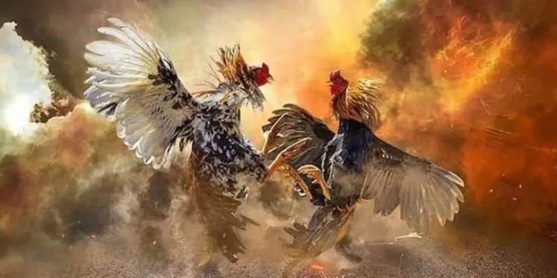 kinh nghiem soi kèo đá gà